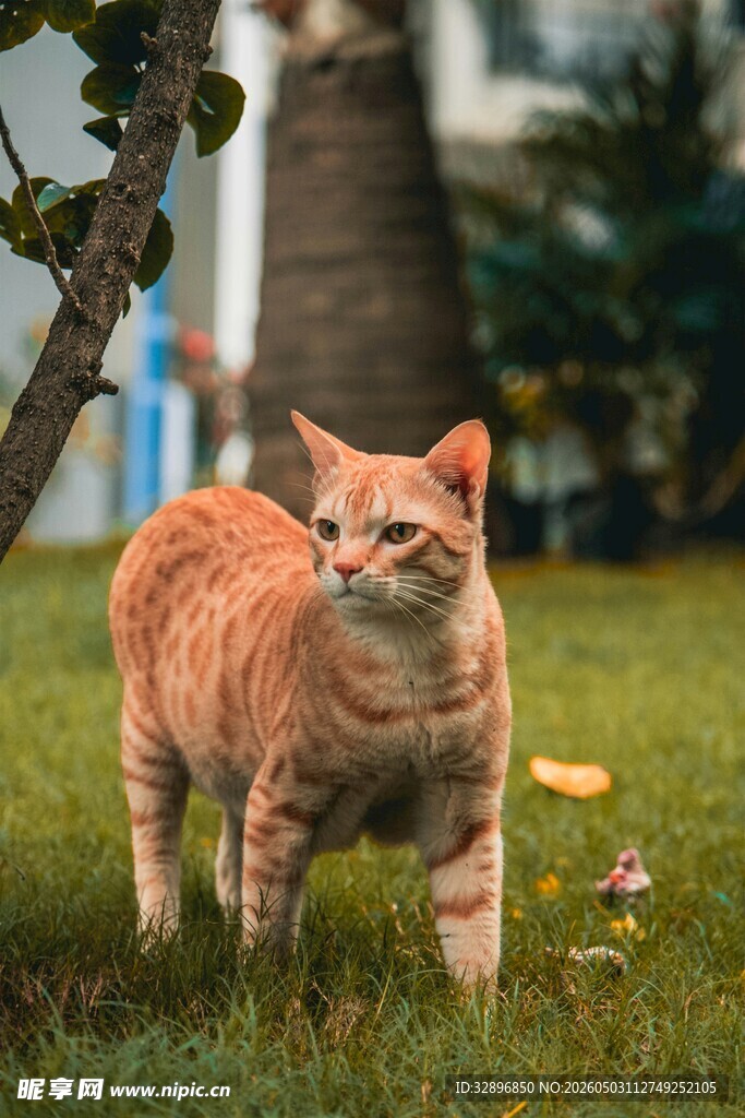 橘猫漫步于绿意草地