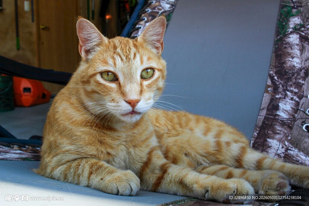 橘猫悠闲趴卧