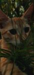 躲在绿植后的橘色猫咪