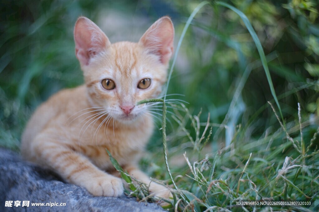 橘色小猫静卧于草丛间