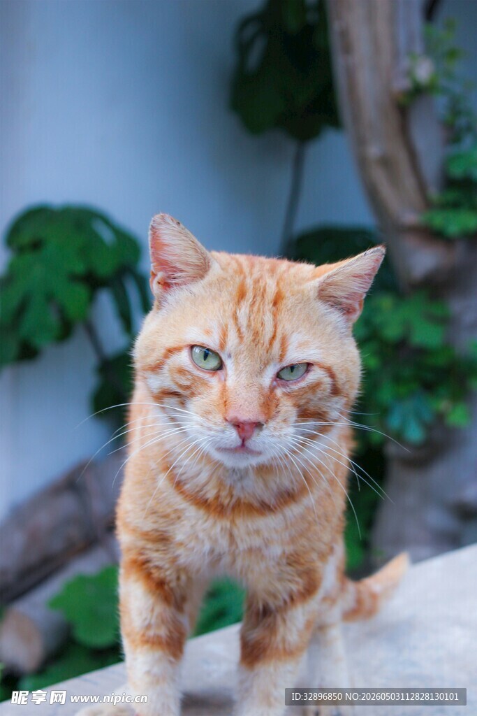 橘猫端坐眼神灵动