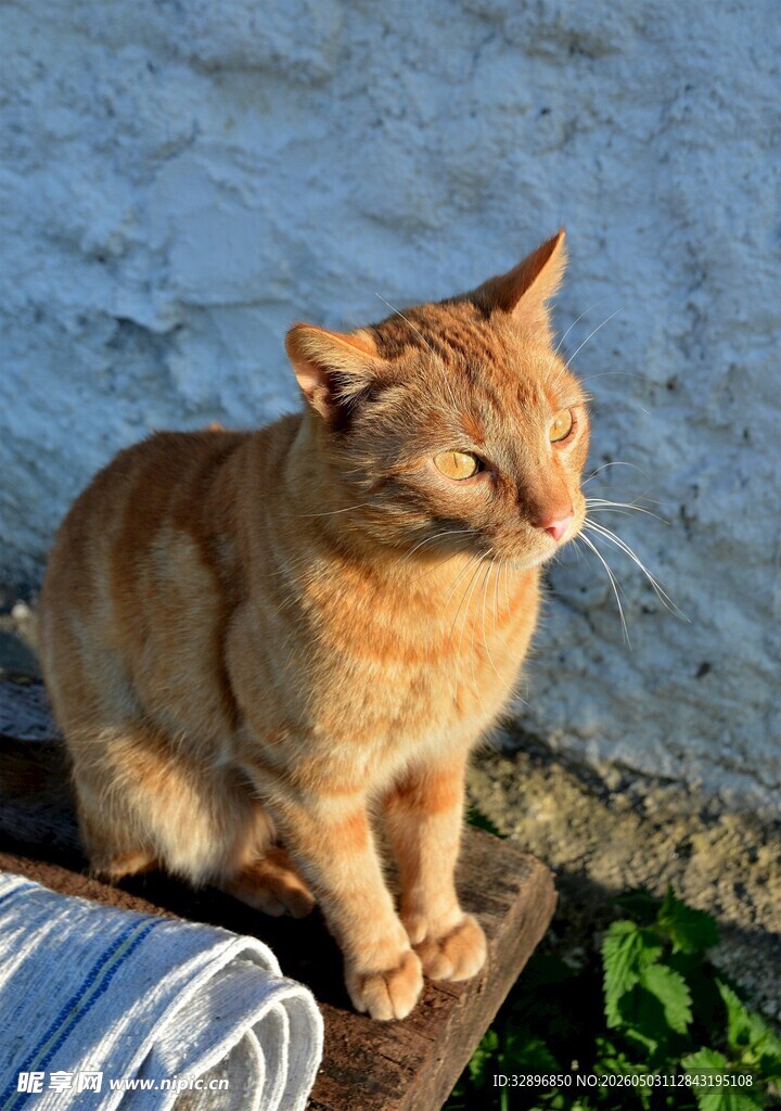 橘猫静坐在蓝墙旁