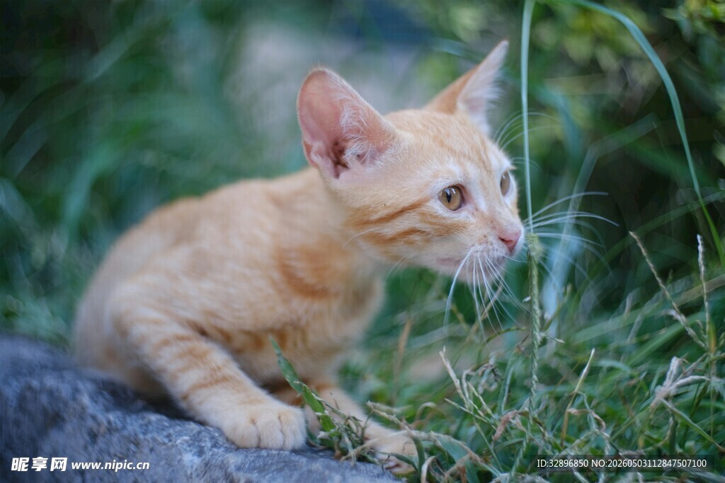 橘色小猫于草丛中张望