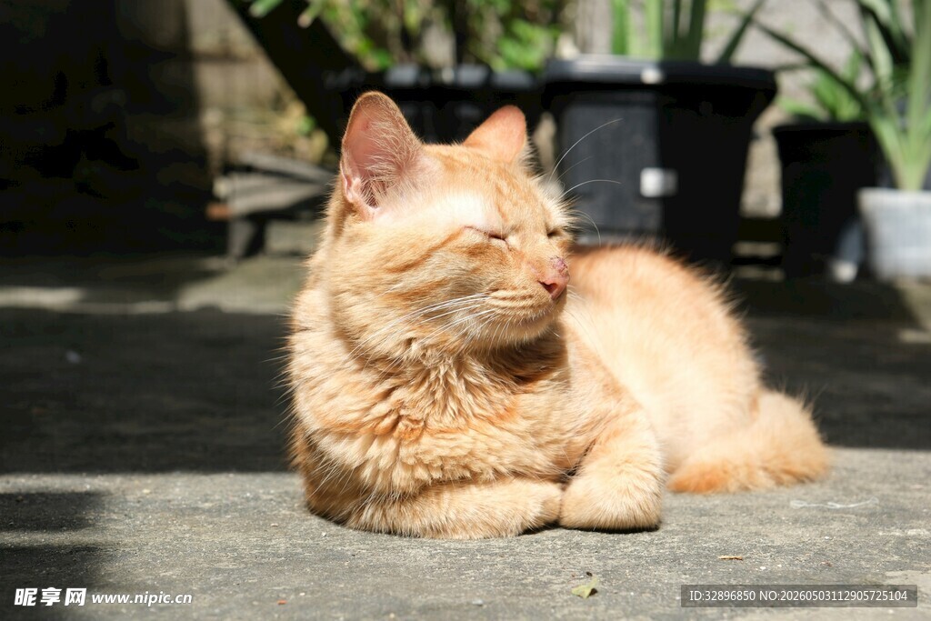 阳光下慵懒的橘猫
