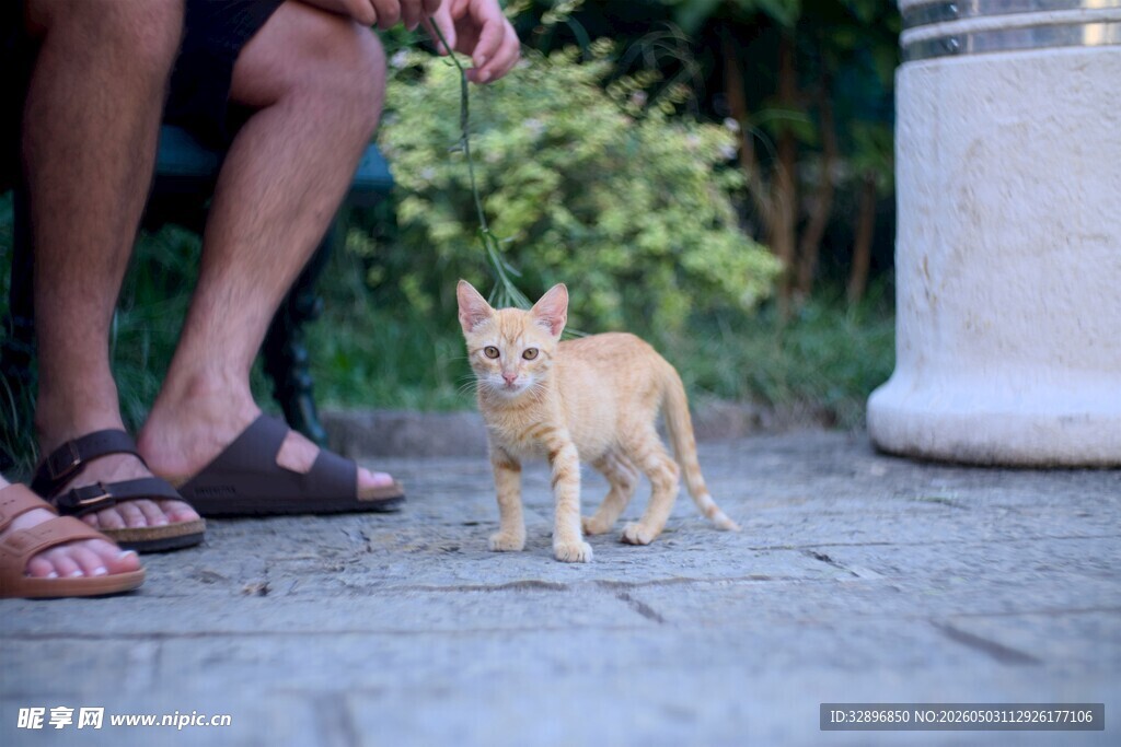 人与橘猫的温馨瞬间