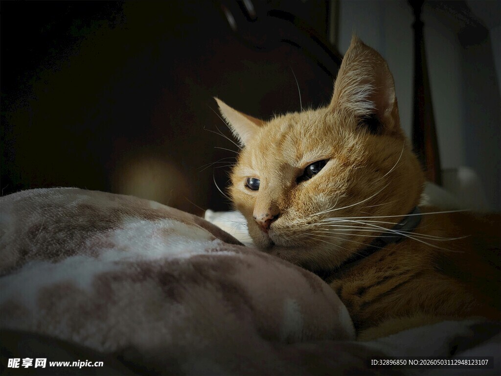 慵懒橘猫惬意趴卧