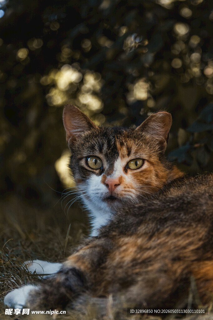 草丛中的可爱猫咪