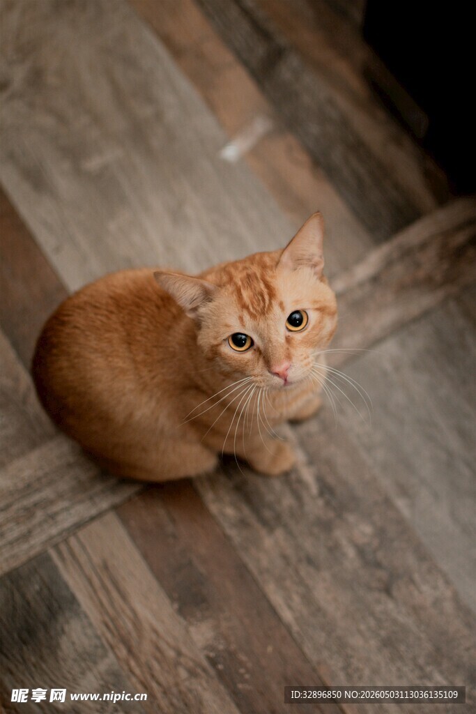 地板上的橘猫