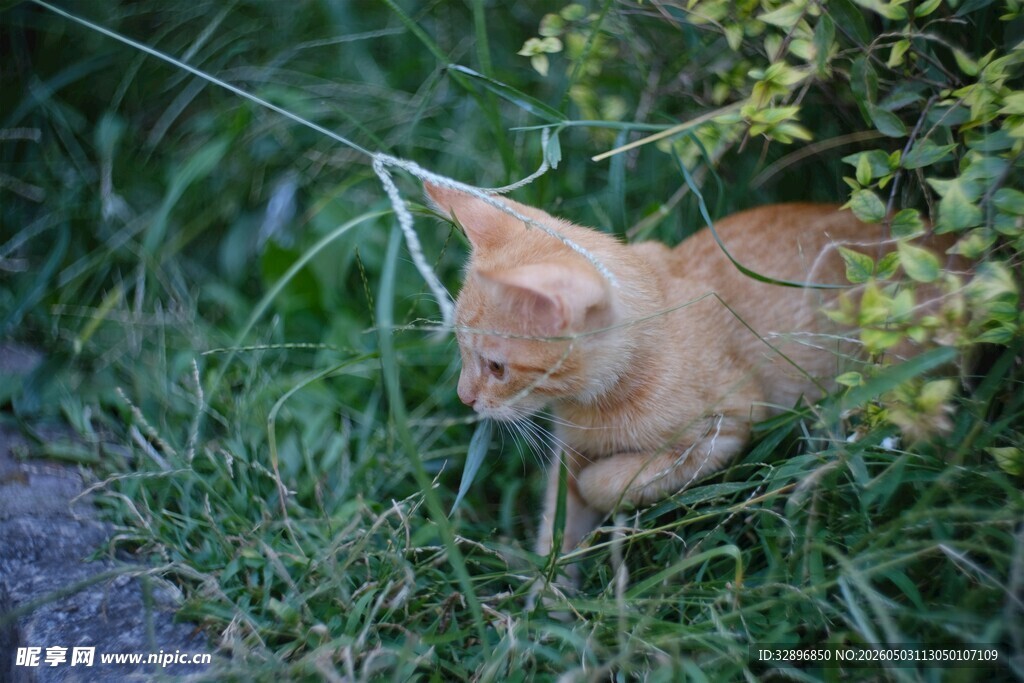 草丛中的橘猫