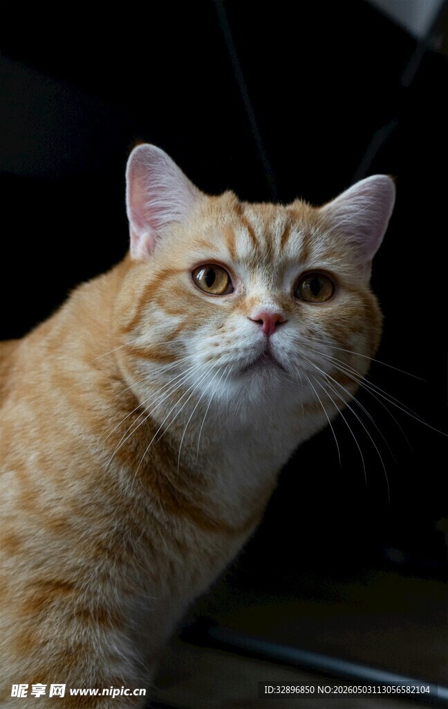 可爱橘猫抬头凝视瞬间