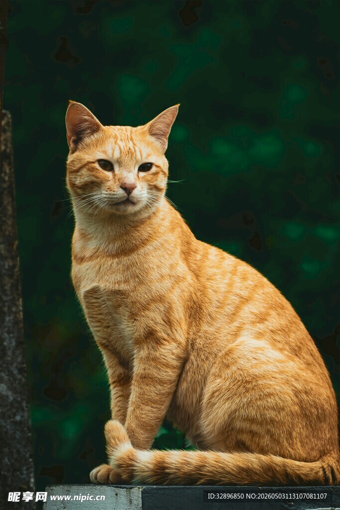 橘猫端坐