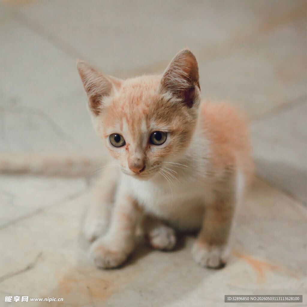 可爱小奶猫蹲坐地面