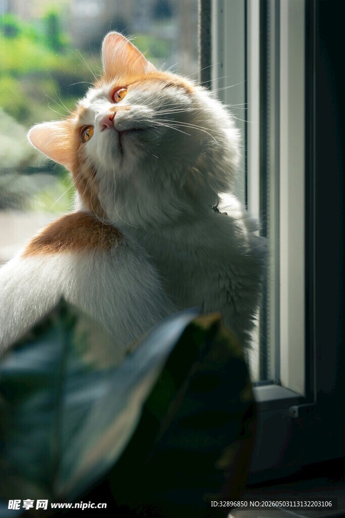 窗边仰头享受的可爱猫咪