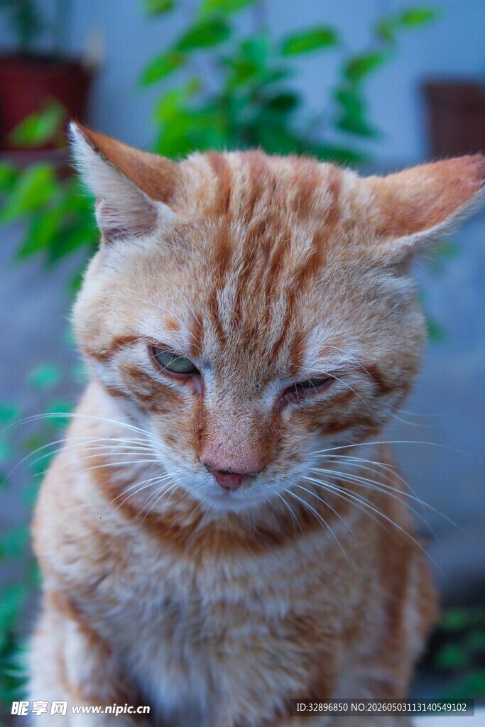 慵懒橘猫眼神尽显惬意