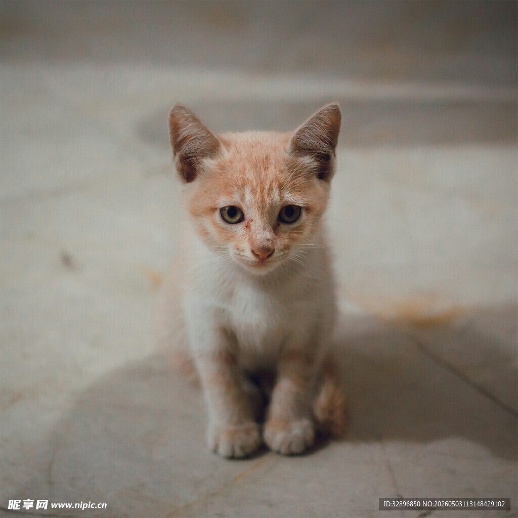 可爱小猫咪蹲坐