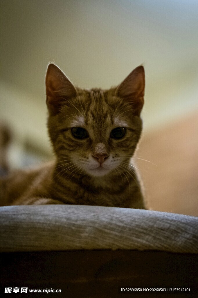 可爱橘猫趴卧姿态特写