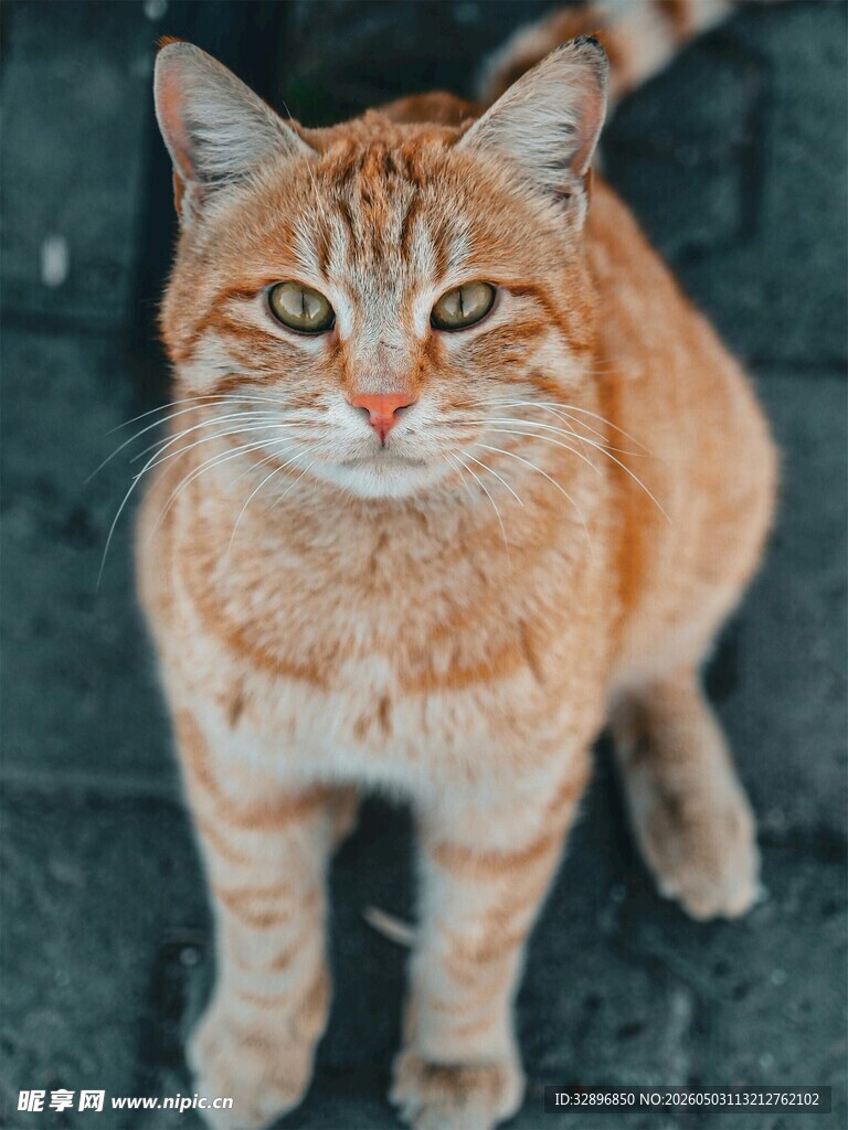 橘猫站立凝视