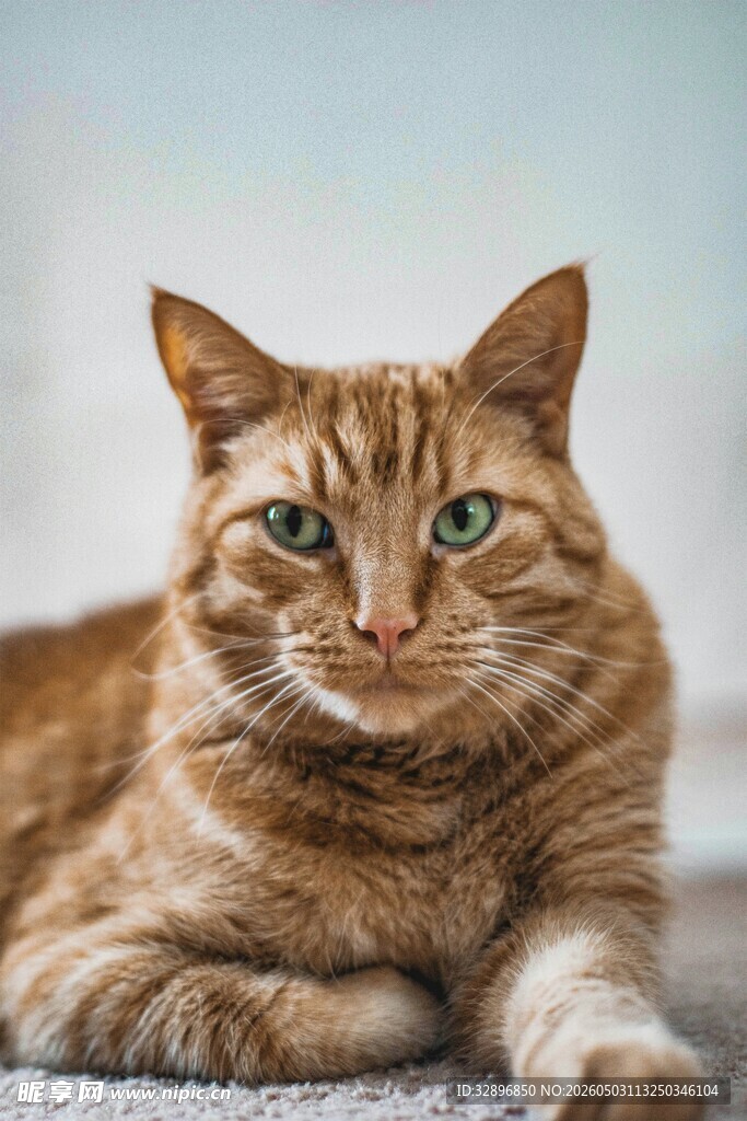 橘猫趴卧眼神明亮惹人爱