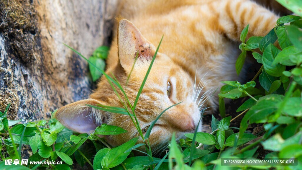 橘猫卧于绿植中惬意休憩