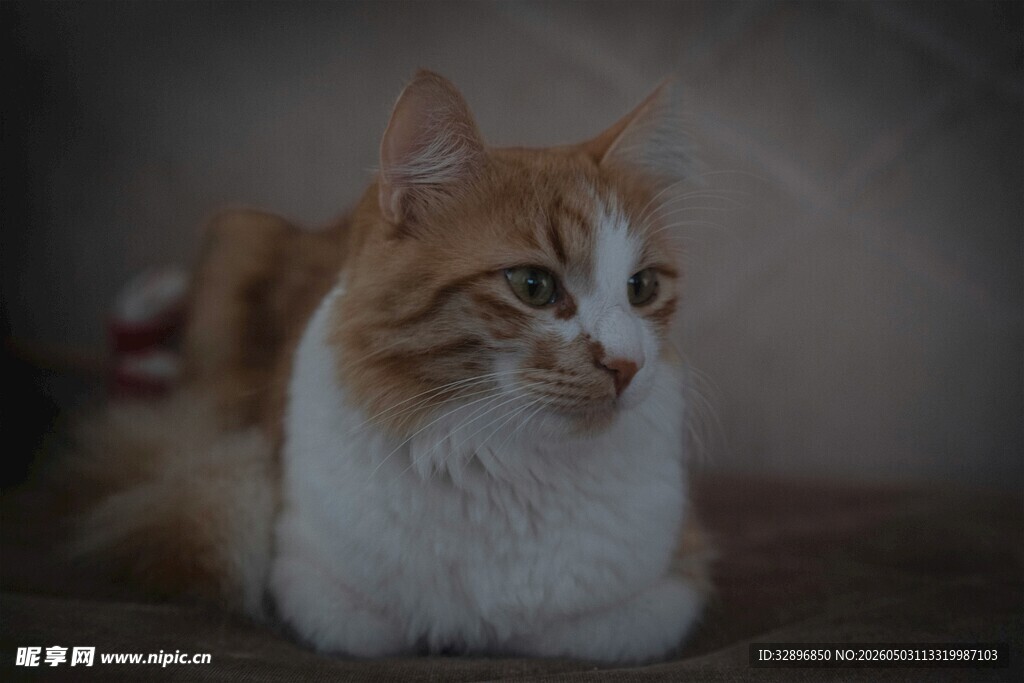 可爱猫咪侧卧凝视