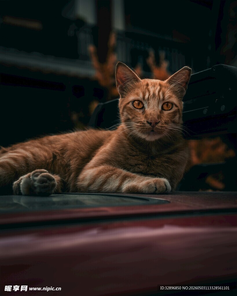 橘猫慵懒趴卧