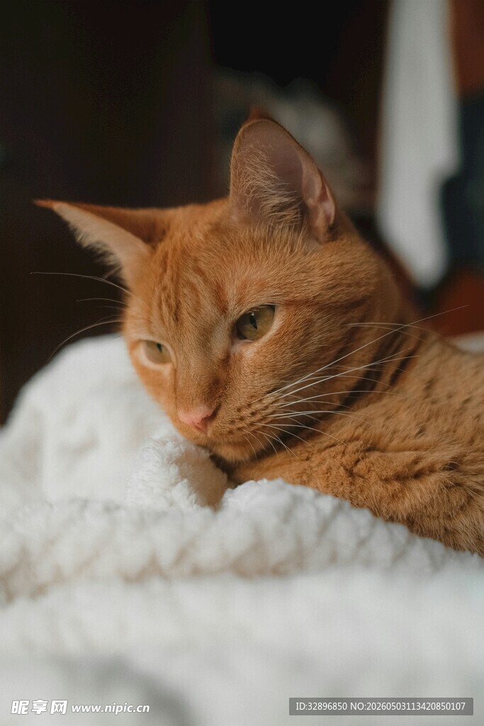 慵懒橘猫惬意躺卧