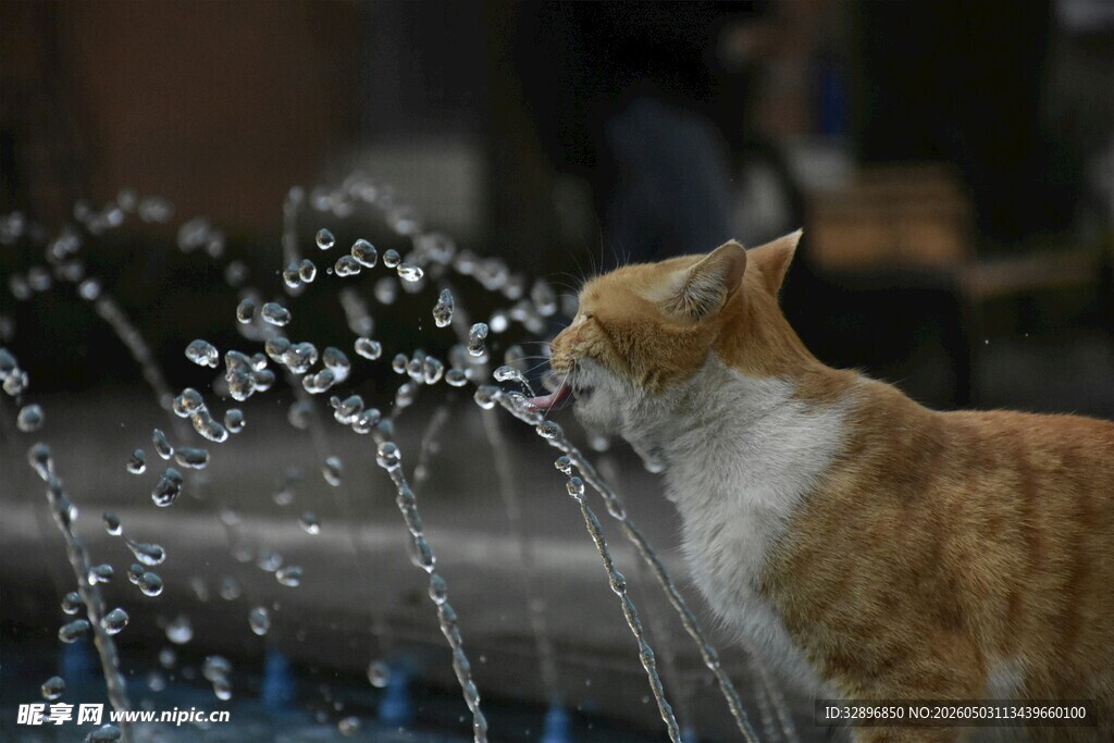 猫咪戏耍喷泉