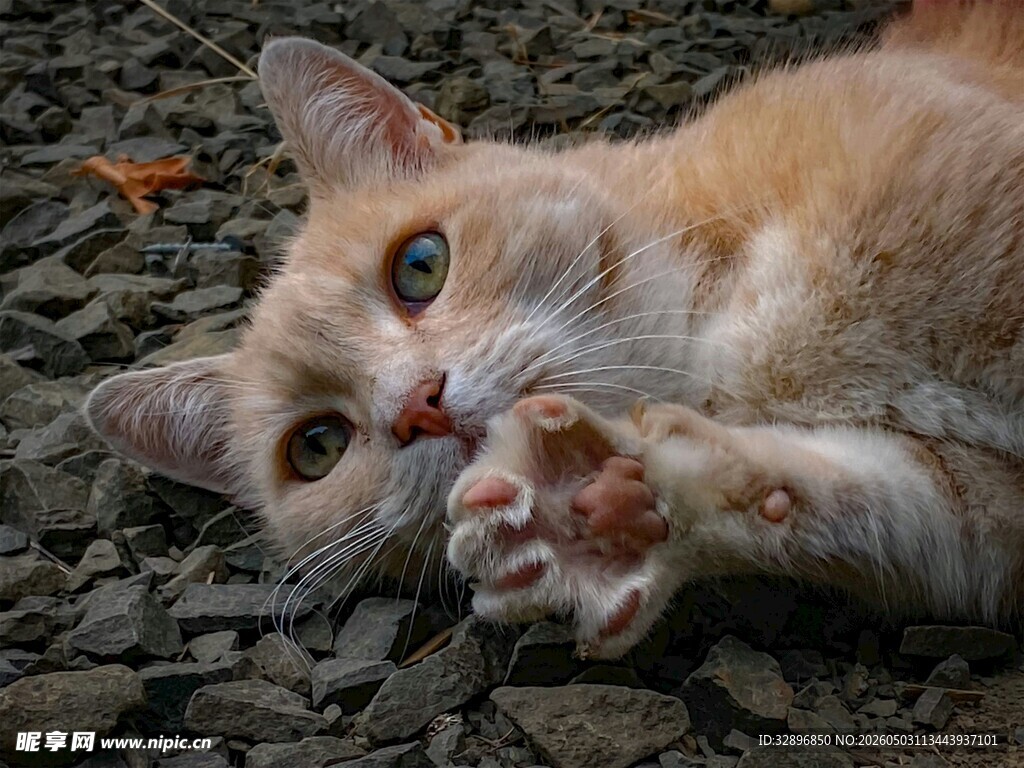 躺卧的可爱橘猫