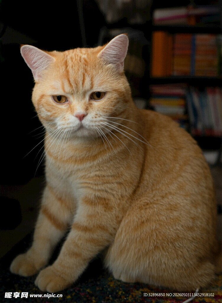 橘猫端坐
