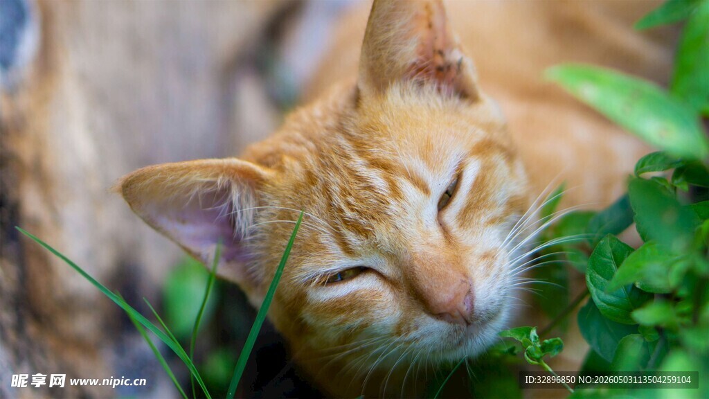 闭眼橘猫嗅闻绿植