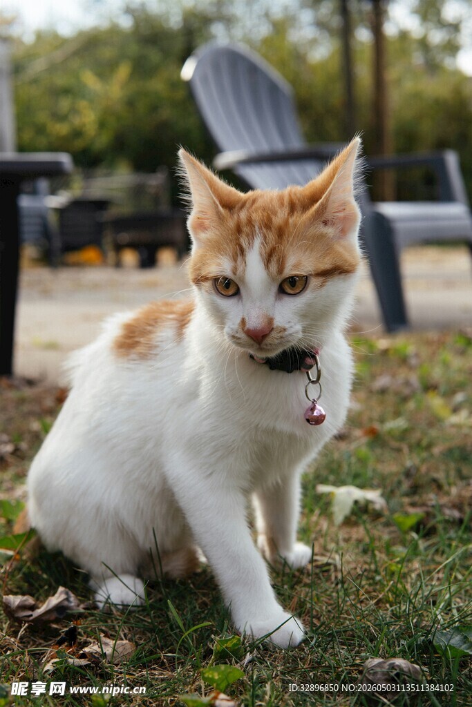 户外草地上的可爱猫咪