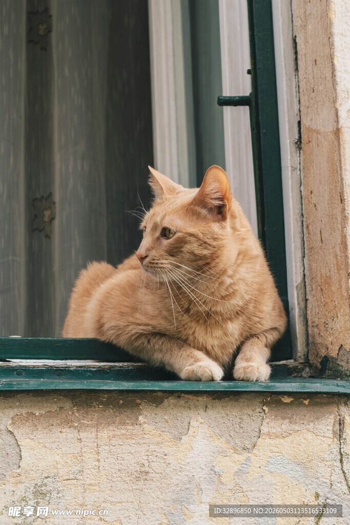 窗边橘猫惬意休憩