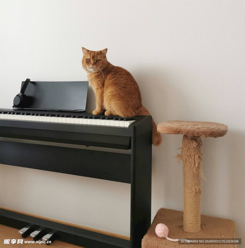 橘猫端坐电子琴上