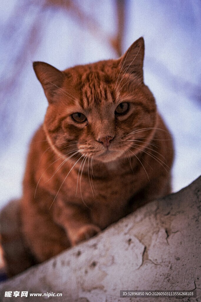 橘猫趴在树干上