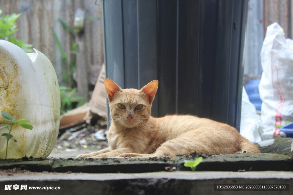 橘猫悠闲躺卧在户外角落