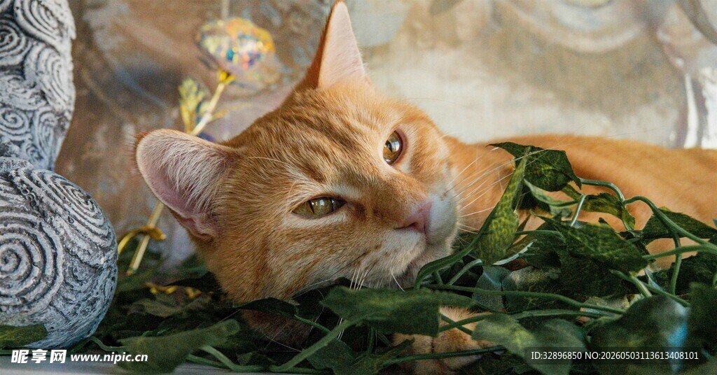 橘猫卧于绿植间