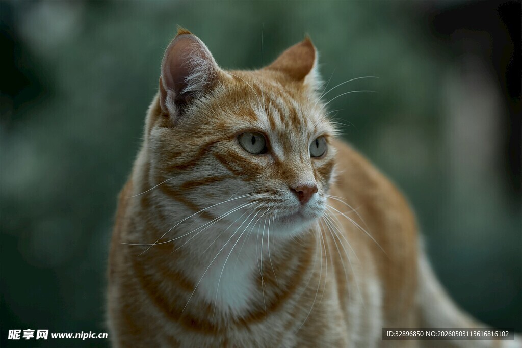 橘猫侧头凝视
