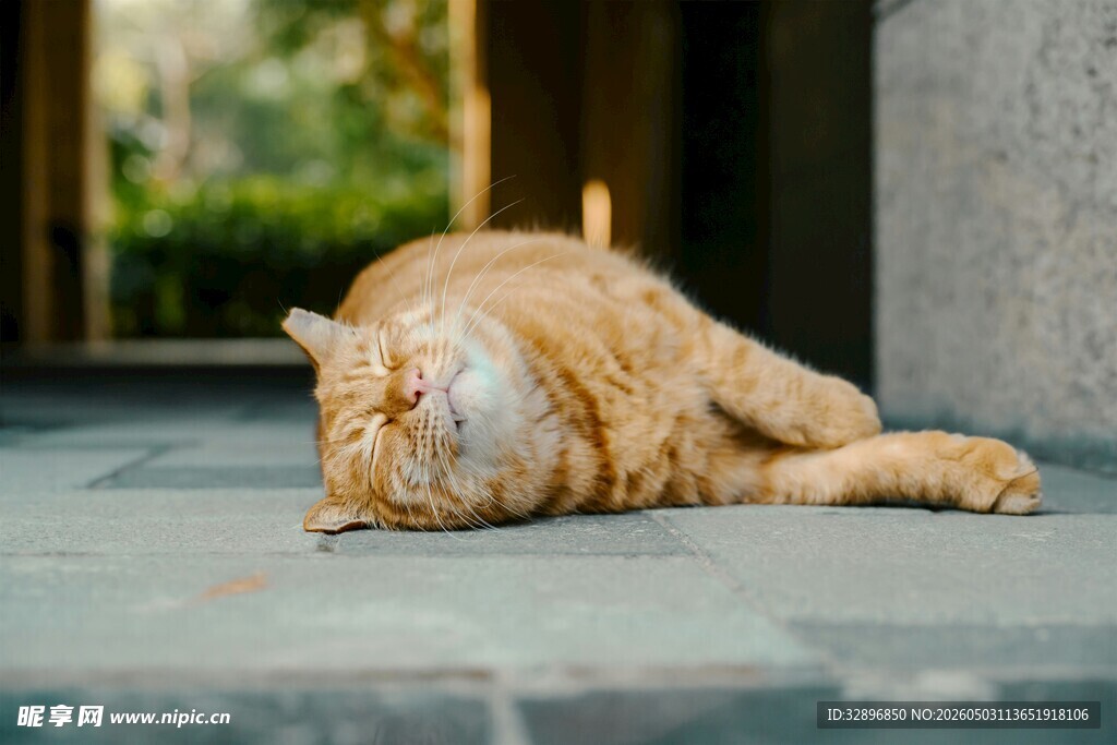 橘猫悠闲躺地惬意睡眠