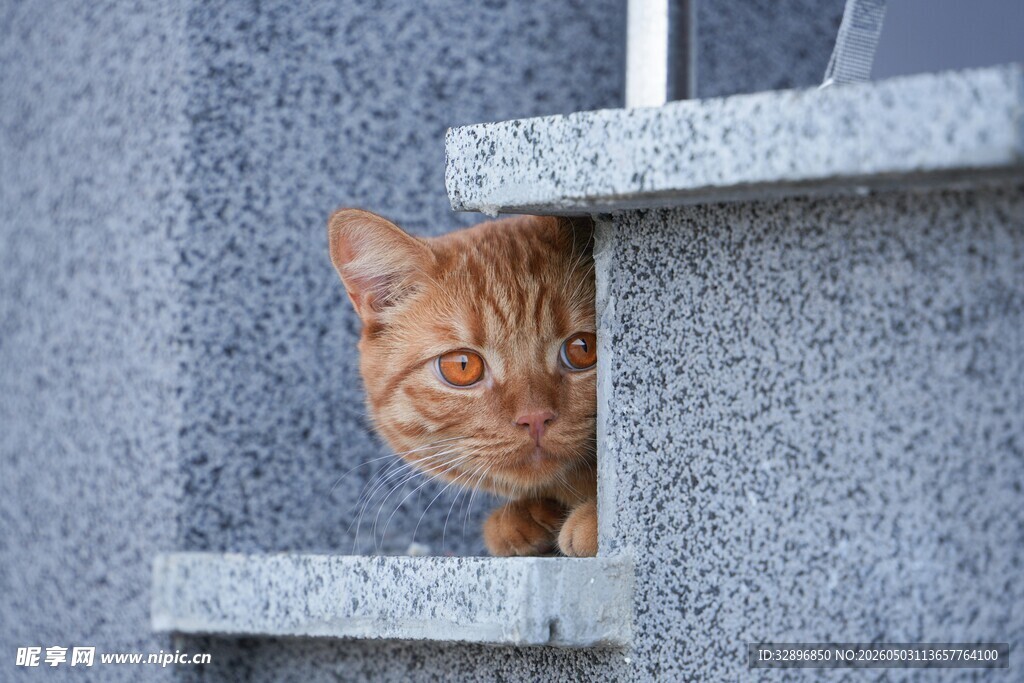 躲在石阶后的橘猫