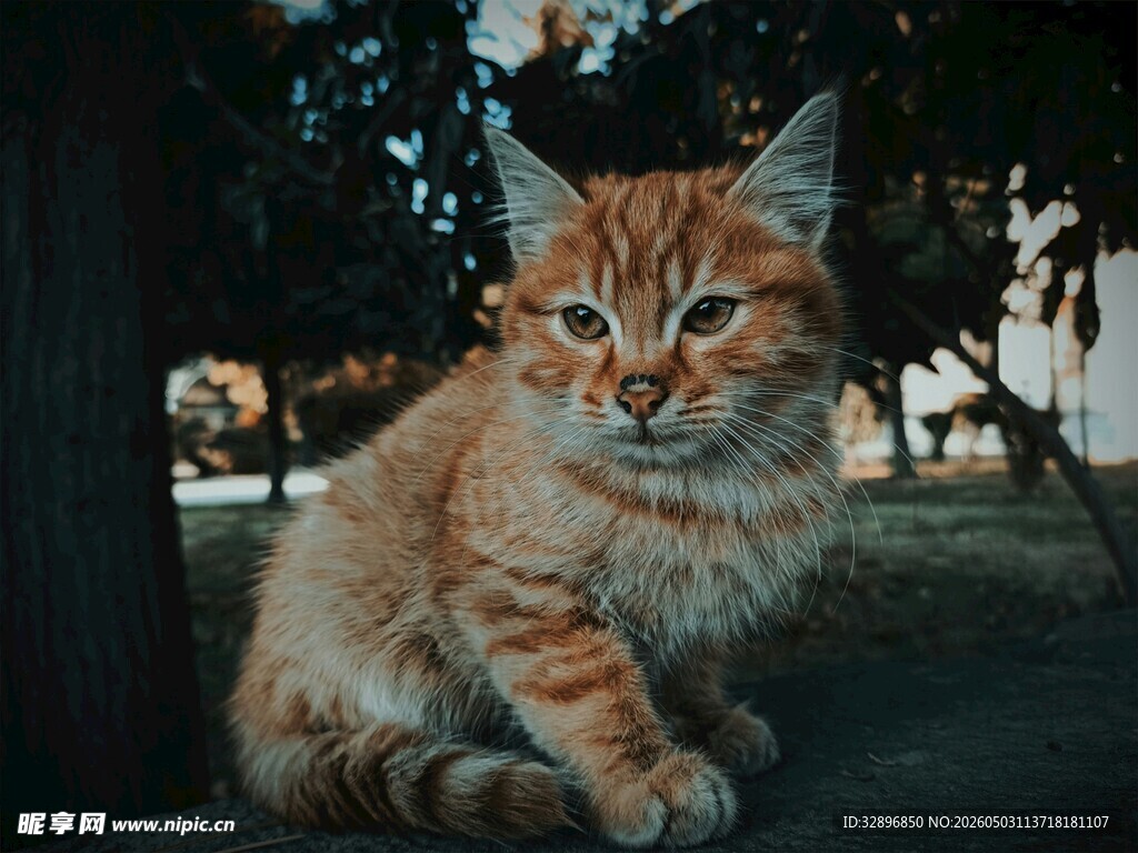 户外橘猫蹲坐