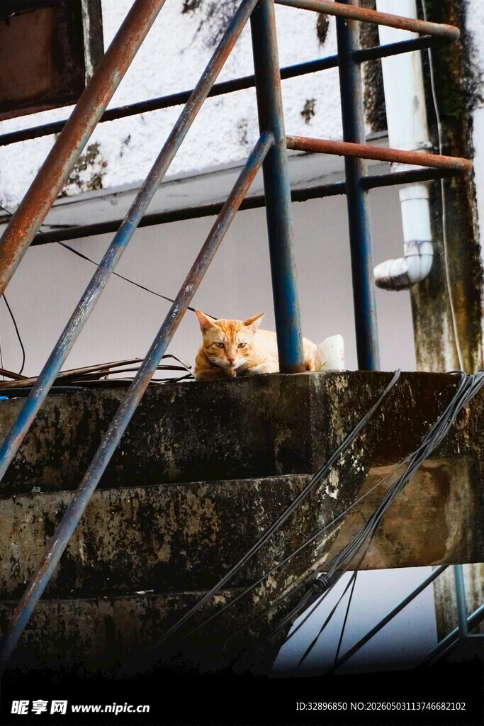 铁架上休憩的猫咪