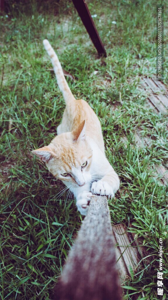 草地上的猫咪好奇伸爪