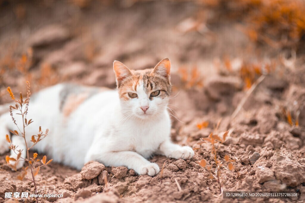 白棕猫咪趴于落叶堆中
