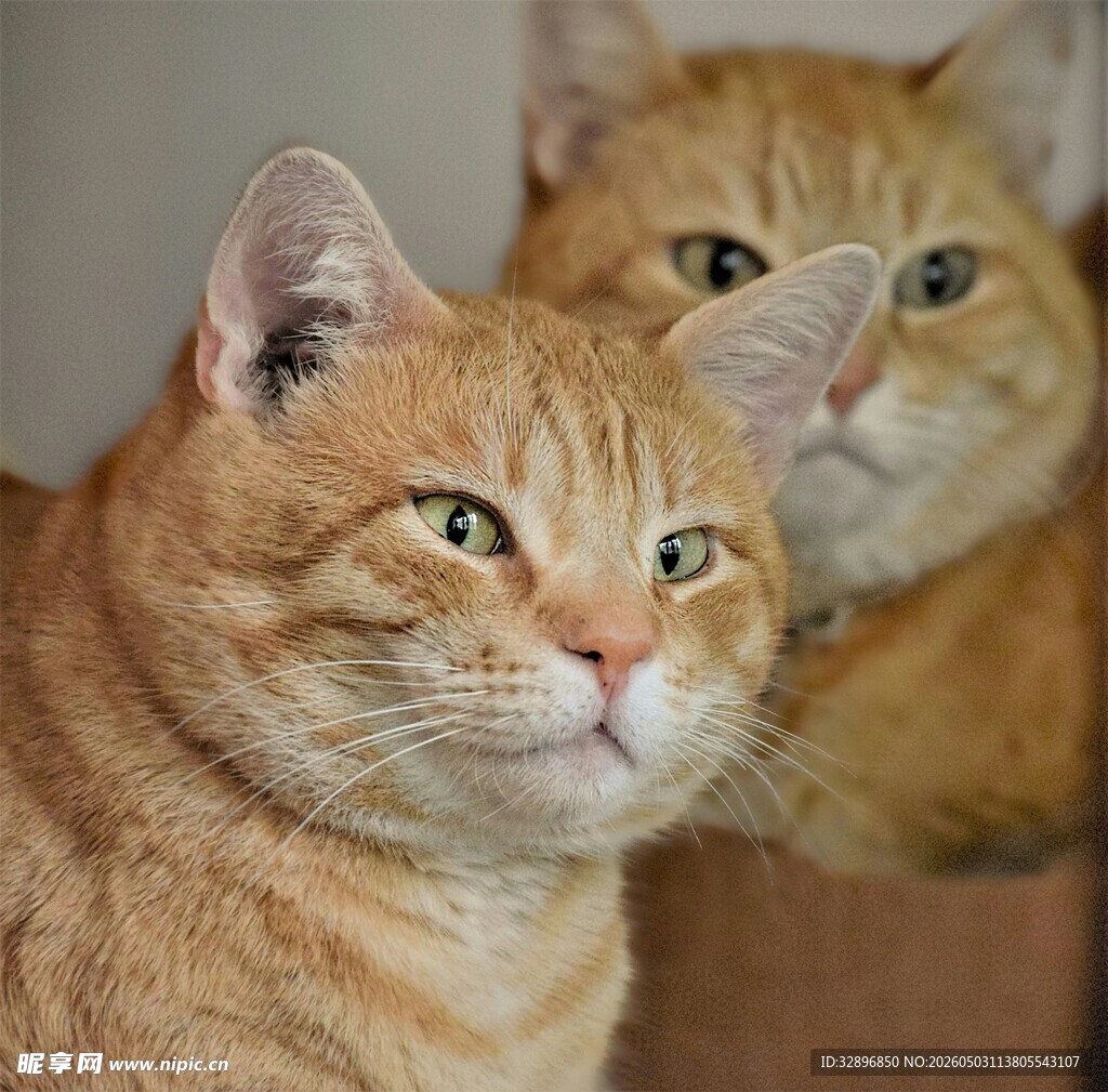 两只橘猫好奇张望