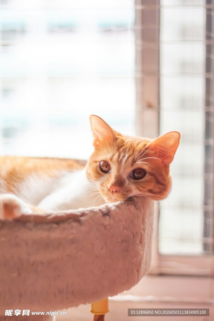 窗边浴缸中的慵懒猫咪