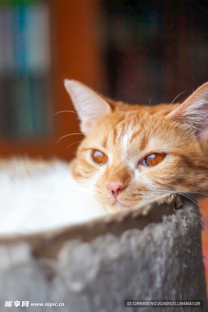 慵懒橘猫趴卧石沿