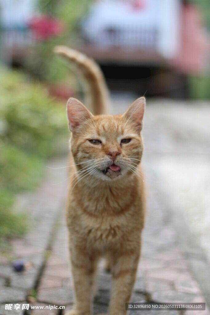 阳光下惬意的橘猫