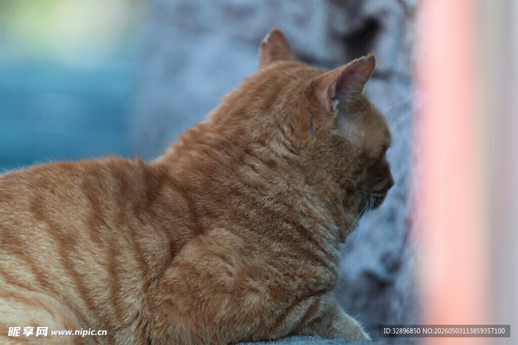 橘猫侧影