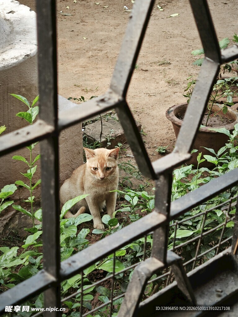铁栏后的猫咪