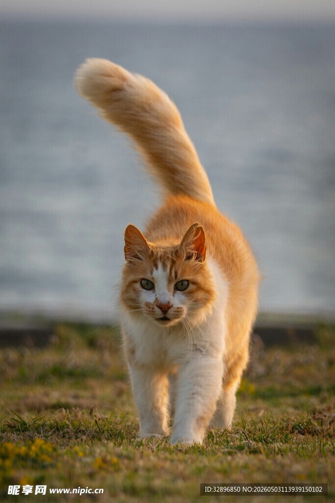 橘猫草地漫步